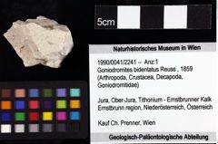 Foto (Objket + Etiketten) von Goniodromites bidentatus (Reuss, 1859) 